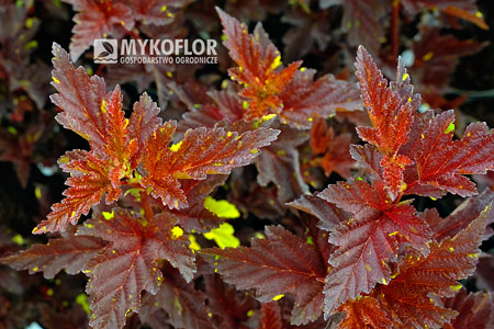 Пузыреплодник калинолистный Саламандра